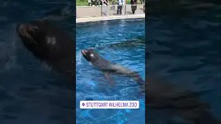Лапочка-тюлень в зоопарке Штутгарта 