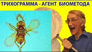 Parasitoid Trichogramma Under Microscope (х2,000). Biocontrol of Pests in Orchards & Agro-Fields.
