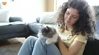 How to Calm Down a Hyperactive Cat / Hyperactive Cat / Cat Behavior / Cat Grooming
