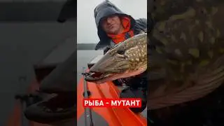 РЫБА - МУТАНТ!!!
