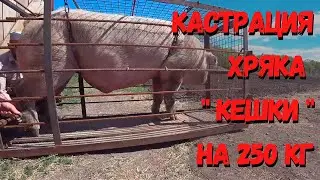 Кастрация хряка 
