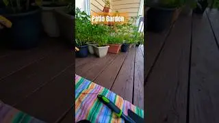 Rotating My Plants #plantcare #gardneing #patiogarden #smallvegetablegardening #hotweather