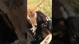 Козочки в Альпах