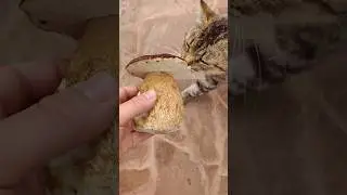 Предложил серому Мяу шикарный белый! 😸😸😺 #trending #cat #кот #cats #дача #funny #грибы #коты