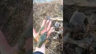 Давно я таких крупных раков не ловил
