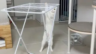 Cat standing on two legs, secretly causing trouble…  🤦🏻‍♀️