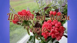 Цветы на моём окне...