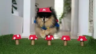 Dog Dressed As Mario Jumps Over Mushroom Obstacles
