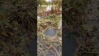 Карась на фильтр от сигарет😂👍💯!!! Клюнет или нет???