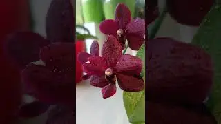 Орхидея Черная Птичка и... Какая нравится больше?