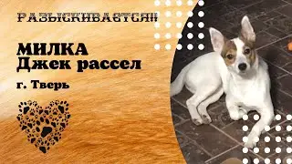 Пропала собака! Милка. Джек рассел терьер. Тверь. Волоколамский проспект