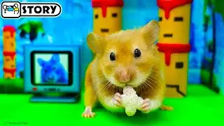 Most Awesome Hamster Shorts Compilation #1 🐹 Homura Ham Pets