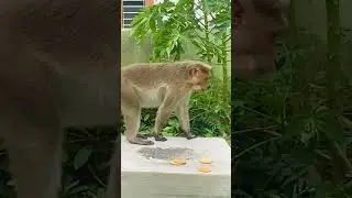 Monkey Eating Biscuits 🍪 🙊 