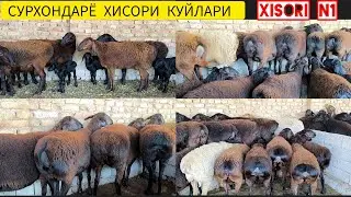 ХИСОРИ КУЙЛАРИ ЭНГ АРЗОН ВАКТИ КЕЛДИ