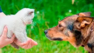 Кошки и собаки: Первое знакомство - Cats and dogs: the first acquaintance - Подборка приколов