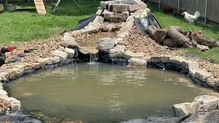 DIY Chicken & Duck Pond | Backyard Homestead