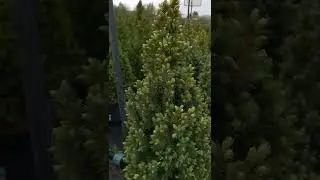 Ели в ассортименте ЗКС (шикарного качества)