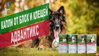 Капли от блох и клещей Адвантикс | Обзор капель от блох и клещей Адвантикс