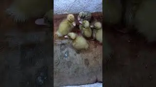 Пухожопики всегда хотят купаться
