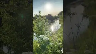 Собачья жизнь. Июль 2023 🤍