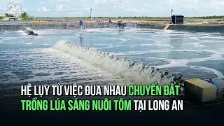 Hệ lụy từ việc đua nhau chuyển đất trồng lúa sáng nuôi tôm tại Long An | VTV24