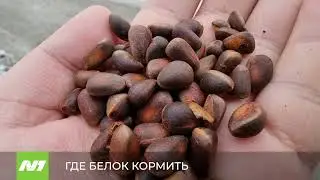 Зимний парк Ягом