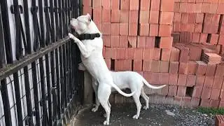 2 Dogo Arjantin Köpek Bakımı Masrafları ve Zorlukları