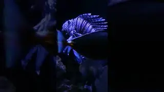 The Majestic Lionfish | Blank Park Zoo  #wildlife #zoo #animals
