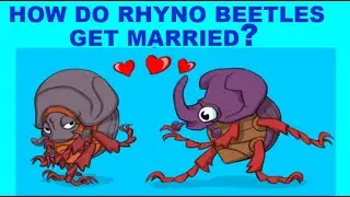 How Do Rhynoceros Beetles Get Married? Rhyno Beetles Oryctes nasicornis in Kyiv, Ukraine.