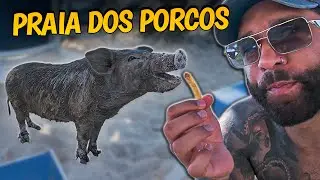 ESSA PRAIA É CHEIA DE PORCOS! DIVIDI MEU LANCHE COM ELES 😂