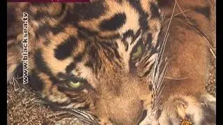 Отгадайте, кто это, таксидермист