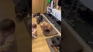Собаки съели ребенка
