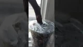 İNCİR KÖKLENDİRME İŞLEMİ / İNCİR ÇELİKLEME VE SONUCU 