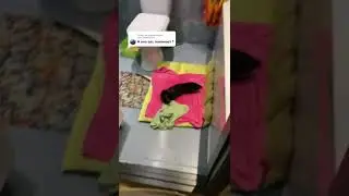 зверек купается
