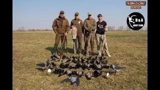 Охота на серую ворону с чучелами и филином 2018.Полювання на сіру ворону.Crow hunting in Ukraine.