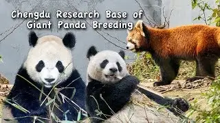 Chengdu Panda park