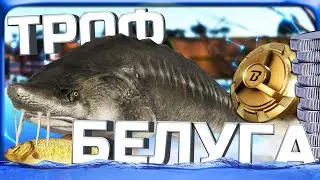 РР4 ТРОФЕЙНАЯ БЕЛУГА КАСПИЙСКАЯ!