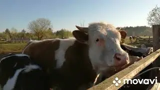 ПОСЫЛКА !ТЕЛКИ В НОВОМ САРАЕ!НОВЫЙ ТРАКТОР!ЦЫПЛЯТА!ЗАЦВЕТАЮТ ТЮЛЬПАНЫ. НАРЦИССЫ!ВНУЧОК !РАБОТАЮТ ВСЕ