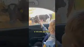 Даня и КОРОВА😂 