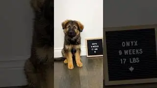 German Shepherd Puppy Transformation