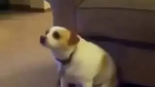 JUNG KOOK IMITANDO AL PERRO