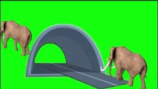 Green Screen elephants walking 
