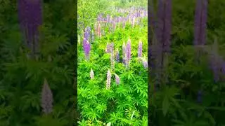 Цвяточки