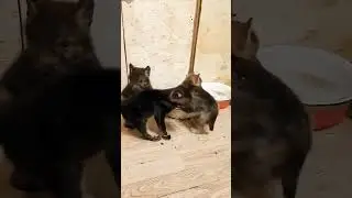 Very funny puppy reaction!
