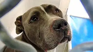 This abandoned dog was crying like a small child in a shelter...😢