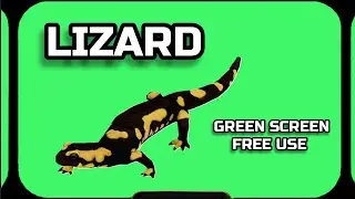 LIZARD video animation GREEN SCREEN. Footage on the green screen.