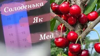 Дуже солодка черешня на травень місяць.