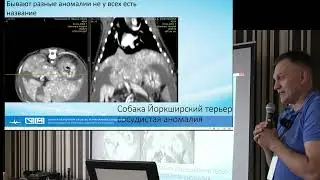 Шунты у кошек и собак Казахстан