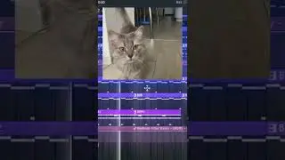 СДЕЛАЛ БИТ ИЗ КОШКИ... | #flstudio #флстудио #shorts