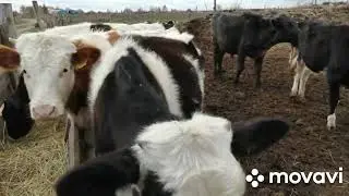 СОБИРАЕМ ГРИБЫ В КОНЦЕ ОКТЯБРЯ!ВЫВЕЗЛИ СЕНО ТЕЛЯТАМ НА ПОЛЕ!ОНИ  В ВОСТОРГЕ!ОЧЕНЬ ТЕПЛАЯ ОСЕНЬ!